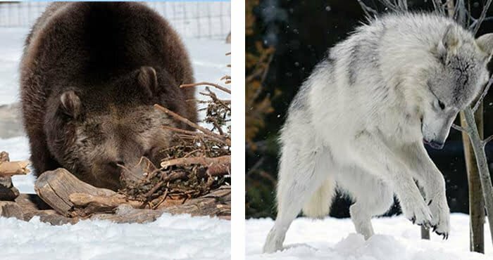 Wolf and Bear at the Yellowstone Discovery Center