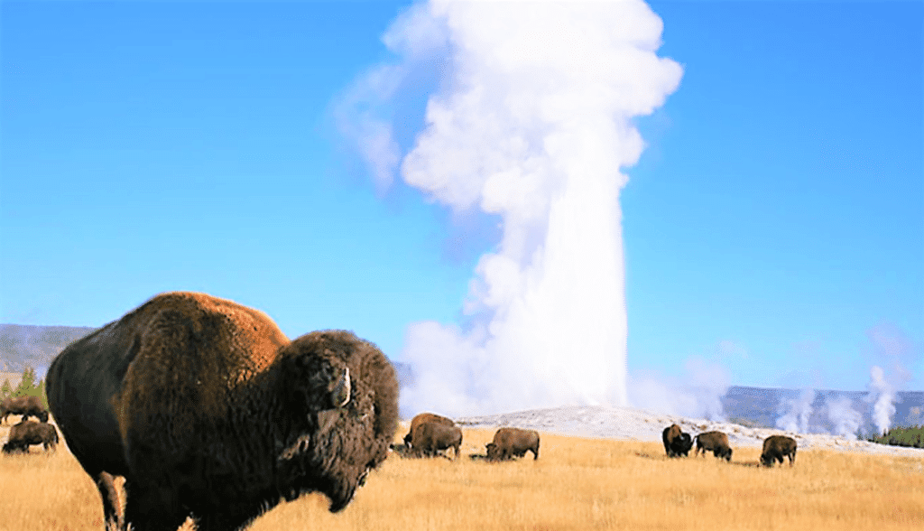 old faithful bison herd